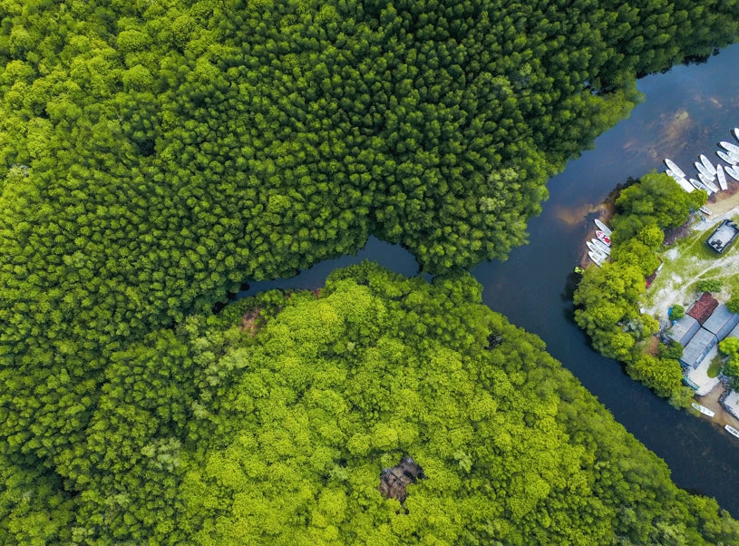 forest